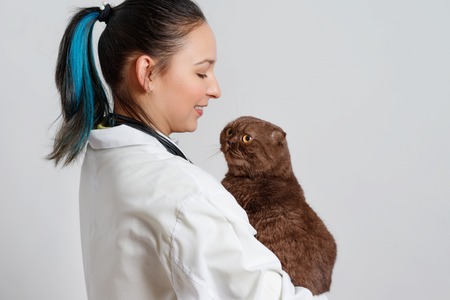 Cute funny kitty in hands at the woman veterinarian on white background.の写真素材