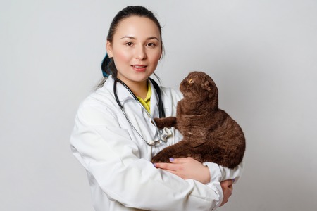Cute funny kitty in hands at the woman veterinarian on white background.の写真素材