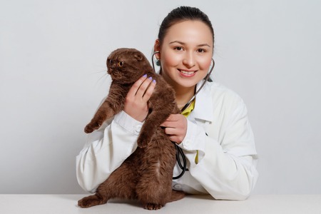 veterinarian doctor with stethoscope checking up cat at vet clinic. medicine, pet, animals and people conceptの写真素材
