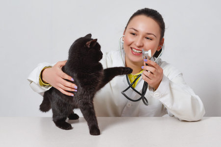 cute black cat at the doctor's veterinarian. on white background.