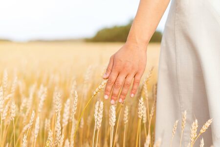 female hand touching wheat ears close up, sunrise scene, freedom, healthy lifestyle, organic farming, harvest time, enjoying natureの写真素材