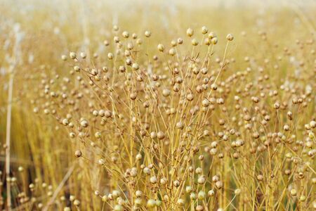 Brown seed boxes of flaxen oil. ripe and growing on the field before harvestの写真素材