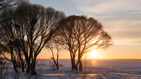 Winter landscape - trees at sunset, sunlight shines through the branches. Calm winter nature in sunlight.の写真素材
