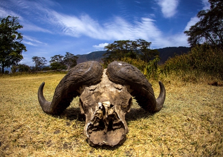 Spirit of Africaの写真素材