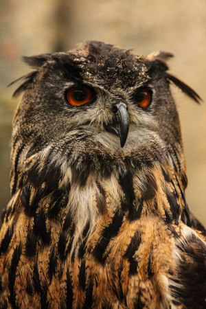 Wise eyesの写真素材