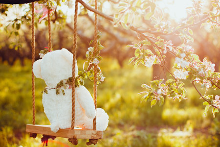 beautiful white Teddy bear on Swing on natureの写真素材
