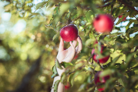 a female hand picks Beautiful ripe red apples on the tree