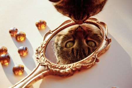beautiful old vintage mirror and in it the reflection of a catの写真素材