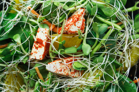 Delicious vegetable salad mixed with mushrooms, greens,  sprouts, lettuce on plate の写真素材