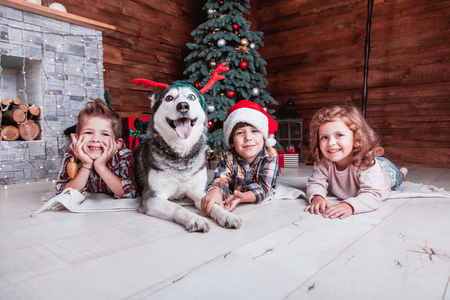 Beautiful children play with the dog of breed Husky New Year interior with Christmas tree and fireplaceの写真素材