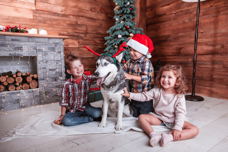 Beautiful children play with the dog of breed Husky New Year interior with Christmas tree and fireplaceの写真素材