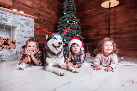 Beautiful children play with the dog of breed Husky New Year interior with Christmas tree and fireplaceの写真素材