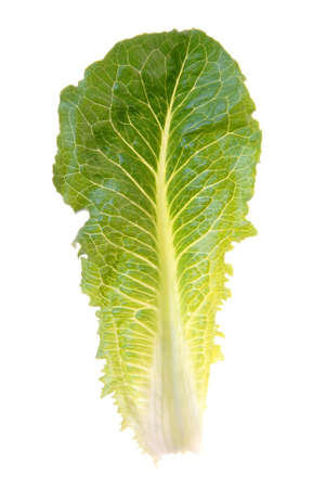 fresh saladの写真素材