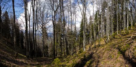 Beautiful wood in mountainsの写真素材