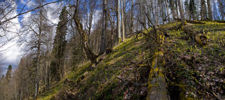 Beautiful wood in mountainsの写真素材