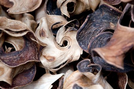 Dry bark - background and textureの写真素材