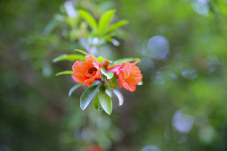 Beautiful blooming pomegranate flowers close-upの写真素材