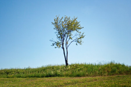 single young tree stands on the background of a cloudless sky