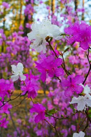 White rosemary, Daurian rhododendronの写真素材