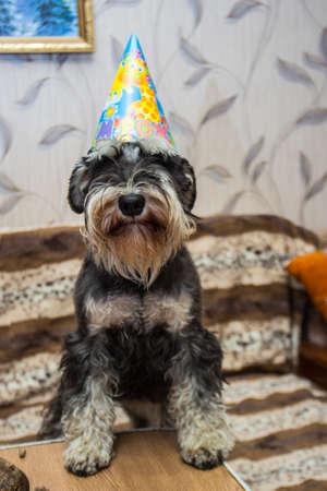 Miniature Schnauzer in a capの写真素材
