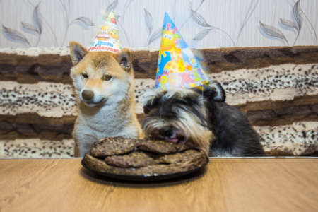 A miniature Schnauzer in a holiday hat eats a cake, Shiba inu looks at itの写真素材