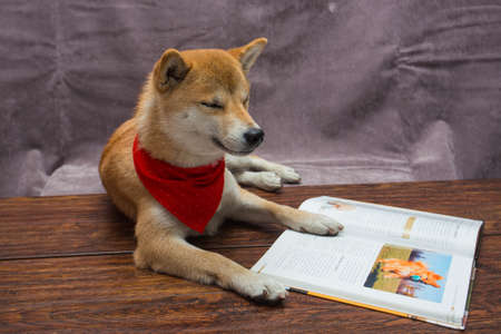 Sleeping Shiba inu in front of a bookの写真素材