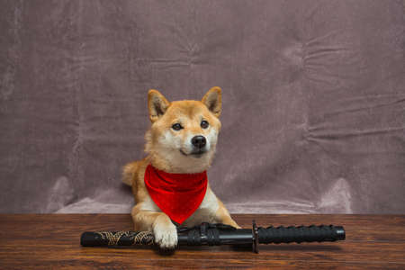 Lying Shiba inu and katanaの写真素材