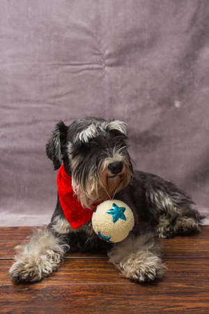 Miniature Schnauzer holding a Christmas ballの写真素材