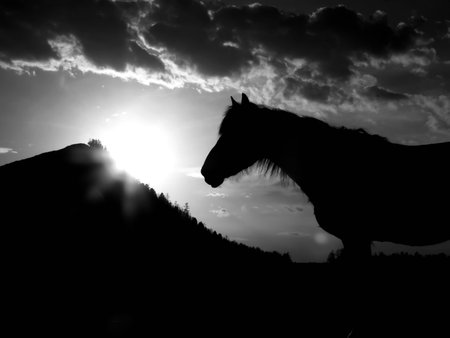 horse black and white photoの写真素材