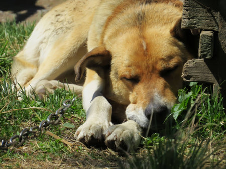 a dog on a chain sadnessの写真素材