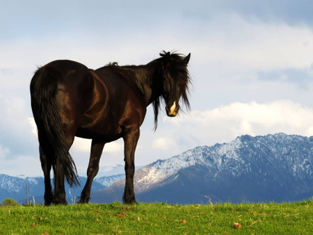 black horse mountain Altaiの写真素材