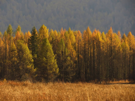autumn forest in the Altai Republicの写真素材