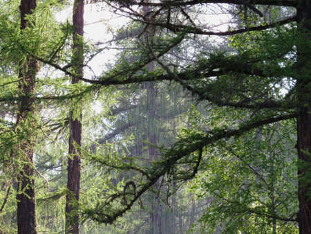 rain on coniferous treesの写真素材