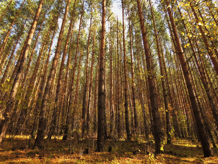 autumn forest in the Altai Republic