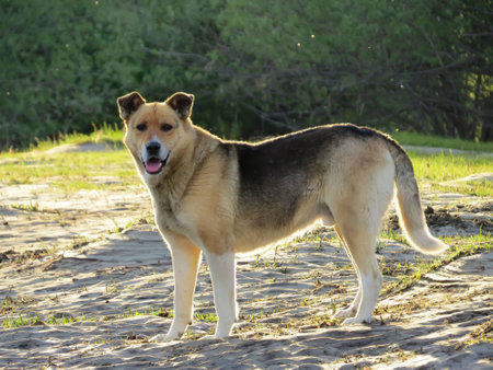 the dog on the sand in the sunの写真素材