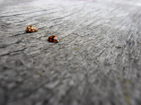 ladybug and cat's pawの写真素材