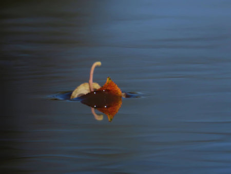 leaf on the water floatsの写真素材