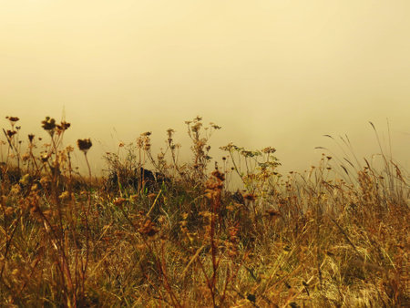 the grass in the fogの写真素材