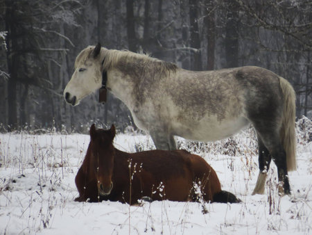horses in the snow in the forestの写真素材