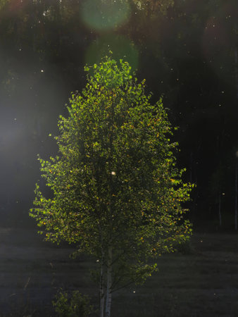 green birch in the backlightの写真素材