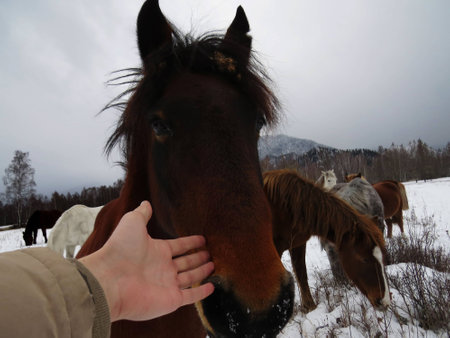 selfie with a horseの写真素材