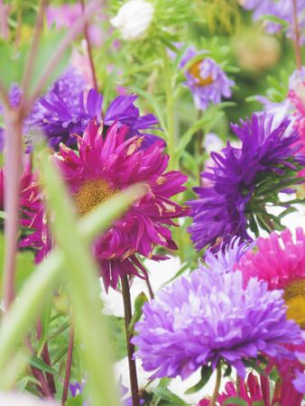 Bright multicolored asters drowning in the greenery of the garden.の写真素材
