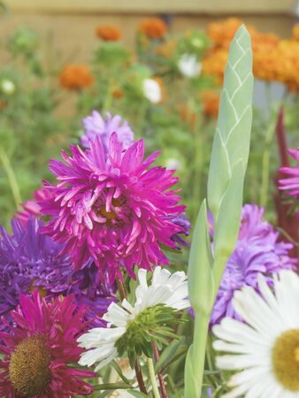 Bright multicolored asters drowning in the greenery of the garden.の写真素材