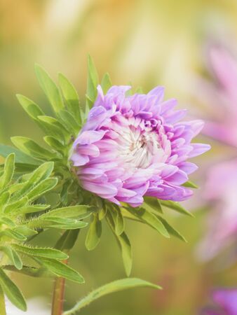 Bright multicolored asters drowning in the greenery of the garden.の写真素材