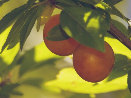 Bright yellow cherry fruit in green foliage.の写真素材
