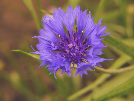 Bright blue star cornflower in a green field. Summer paint of wildflowers.の写真素材