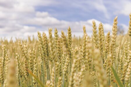 Wheat field on a background of cloudy sky. Yellow-green ears of ripening wheat, pouring grain.の写真素材