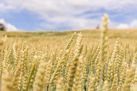 Wheat field on a background of cloudy sky. Yellow-green ears of ripening wheat, pouring grain.の写真素材