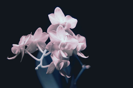 Infrared Phalaenopsis flowers. Orchid in invisible rays on a dark background. A shot of orchid...