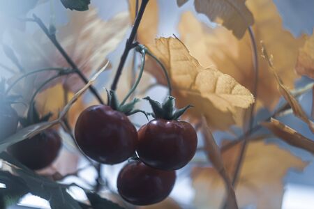 Autumn mood. Bright autumn artificial bouquet in a basket close-up. Green cherry branch with bright cherry fruits in yellow maple foliage.の写真素材
